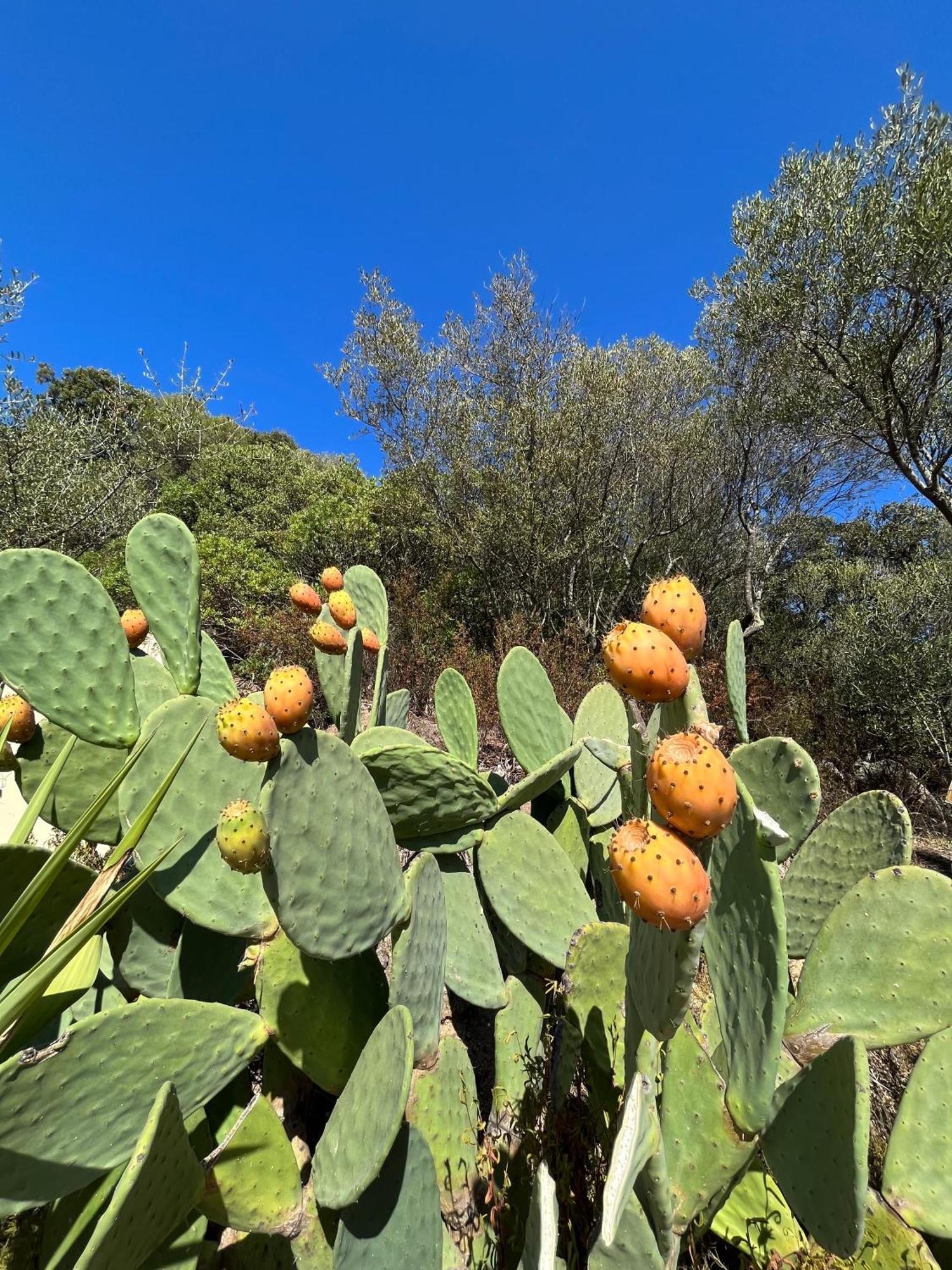 Venti Di Vacanza - Levante & Grecale Olbia Esterno foto